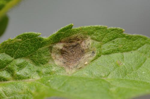 Liriomyza eupatorii